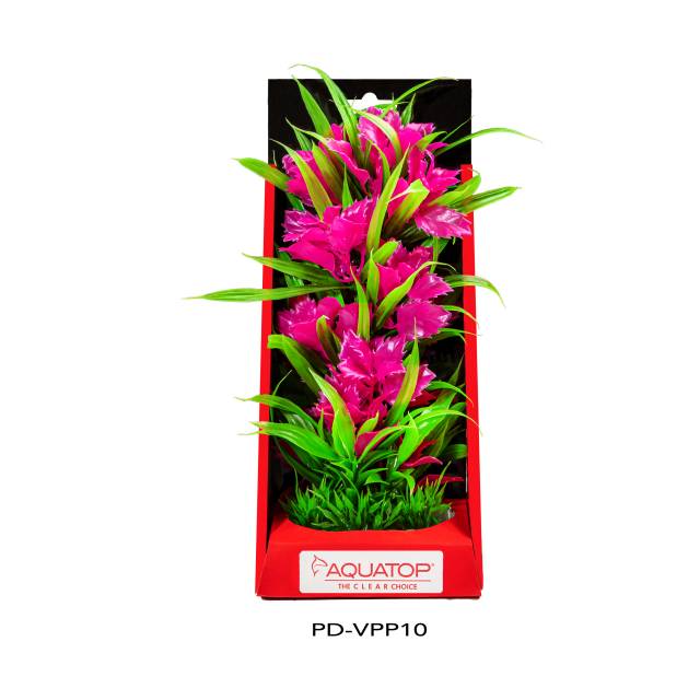 Vibrant Passion Pink Plant