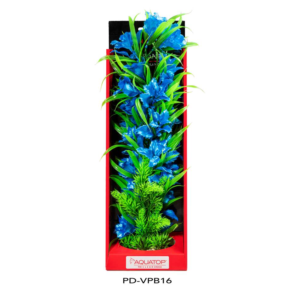 Vibrant Passion Blue Plant