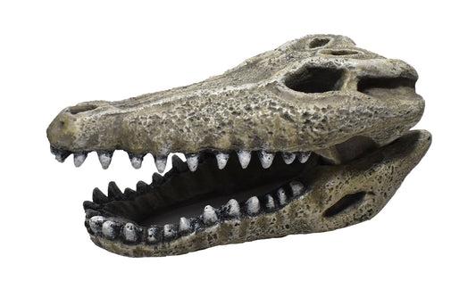 2" Gator Skull Resin Ornament - MAP Price $8.29