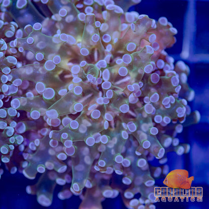 Frag - Frogspawn Branch Translucent Stem (per head)