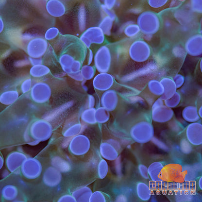 Frag - Frogspawn Branch Translucent Stem (per head)