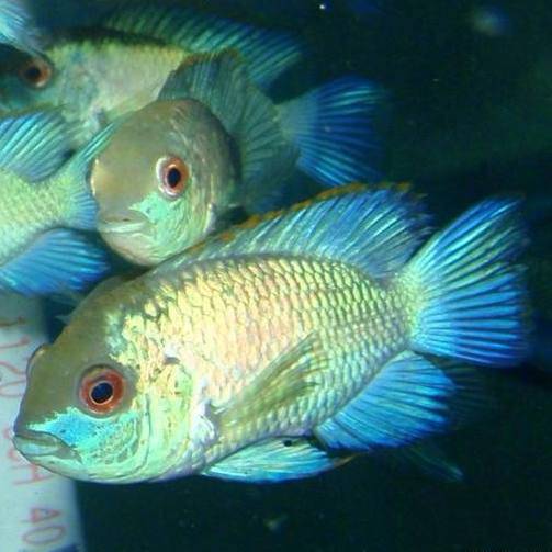 Cichlid - Acara Electric Blue M/L