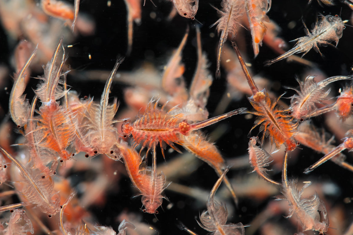 Feeder - Brine Shrimp – Carolina Aquatics