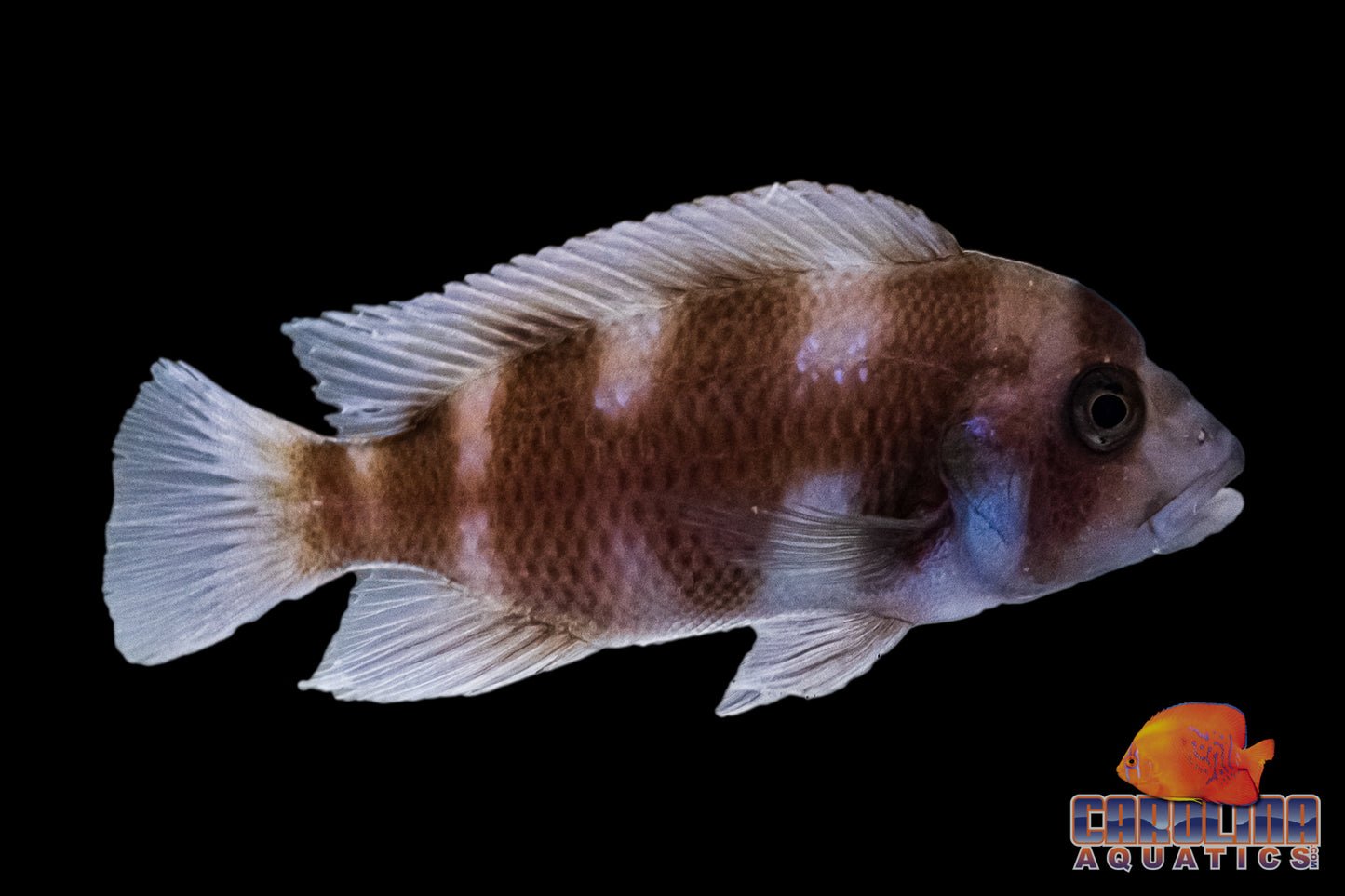 African - Frontosa Red 1.25in
