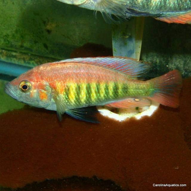 African - Nyererei Red 2-3in