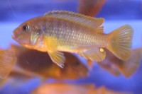 African - Rusty Med