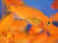 African - Zebra Red Med