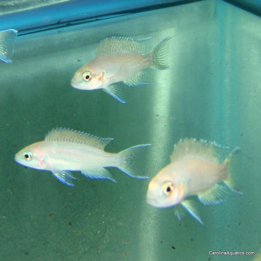 African - Lamp Brichardi Albino Sml