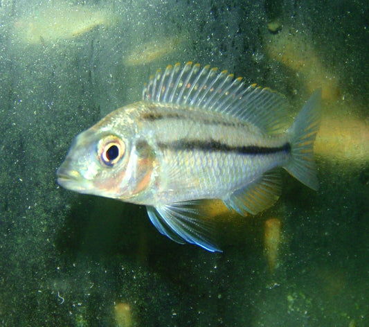African - Chilotilapia Rhoadesii 2.5-3in