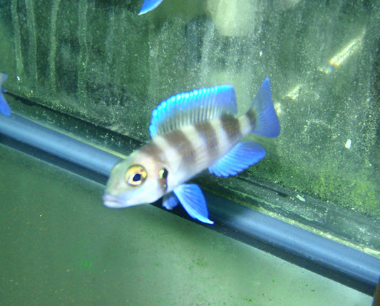 African - Tretocephalus Five Bar 1.5in