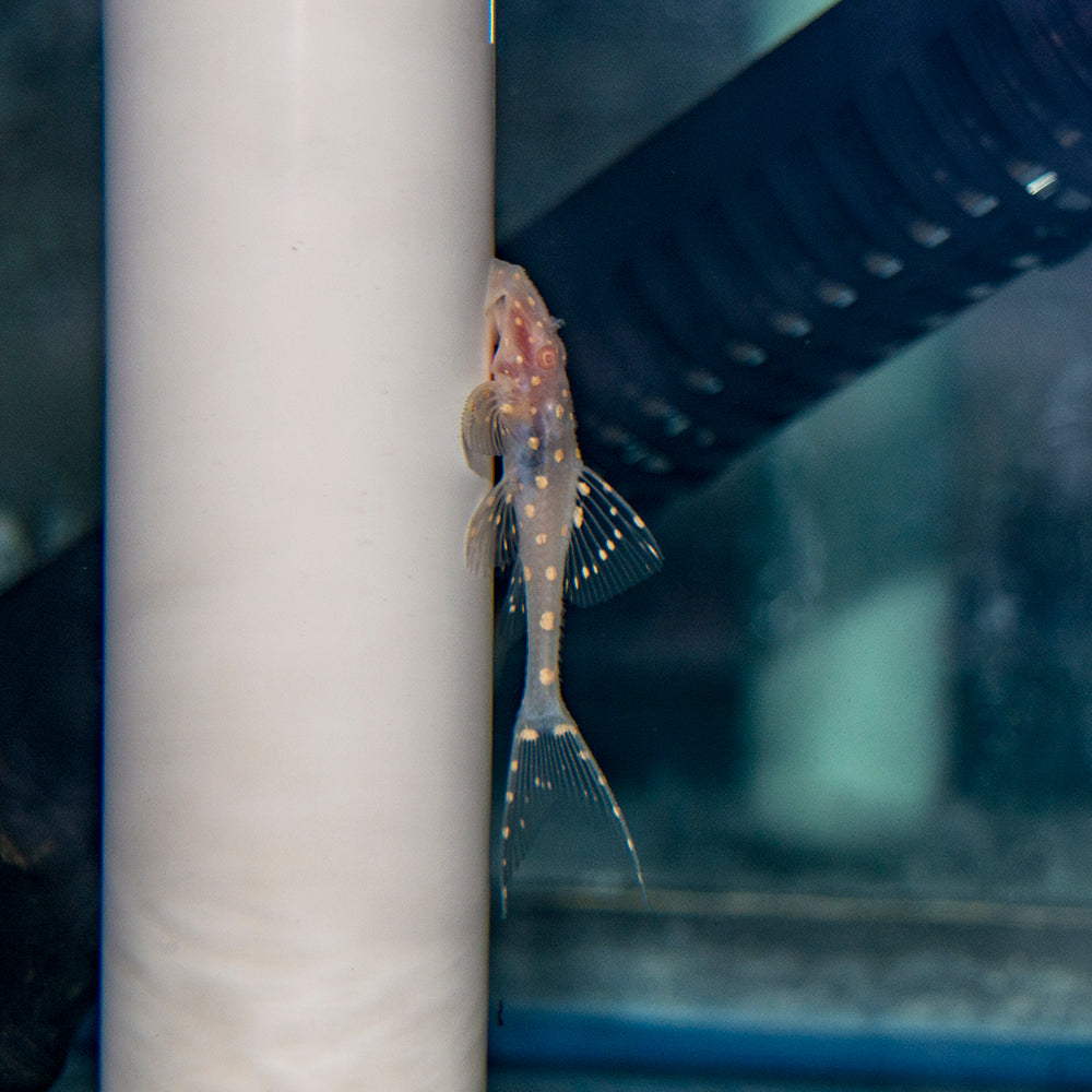 Pleco - Adonis Albino 2.5-3in