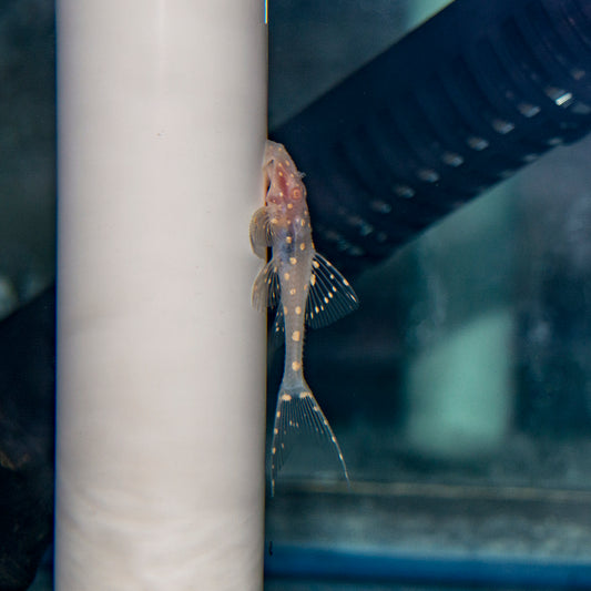 Pleco - Adonis Albino 1.5-2in