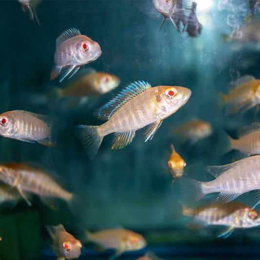 African - Albino Electric Blue Ahli 2-2.5in