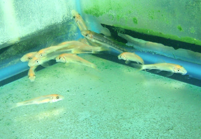 Misc - Algae Eater Gold