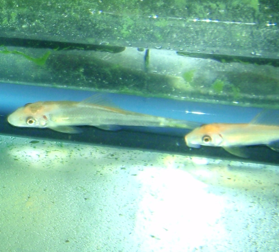 Misc - Algae Eater Gold