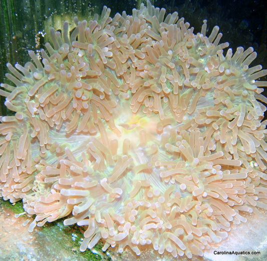 Anemone - Ritteri Lg