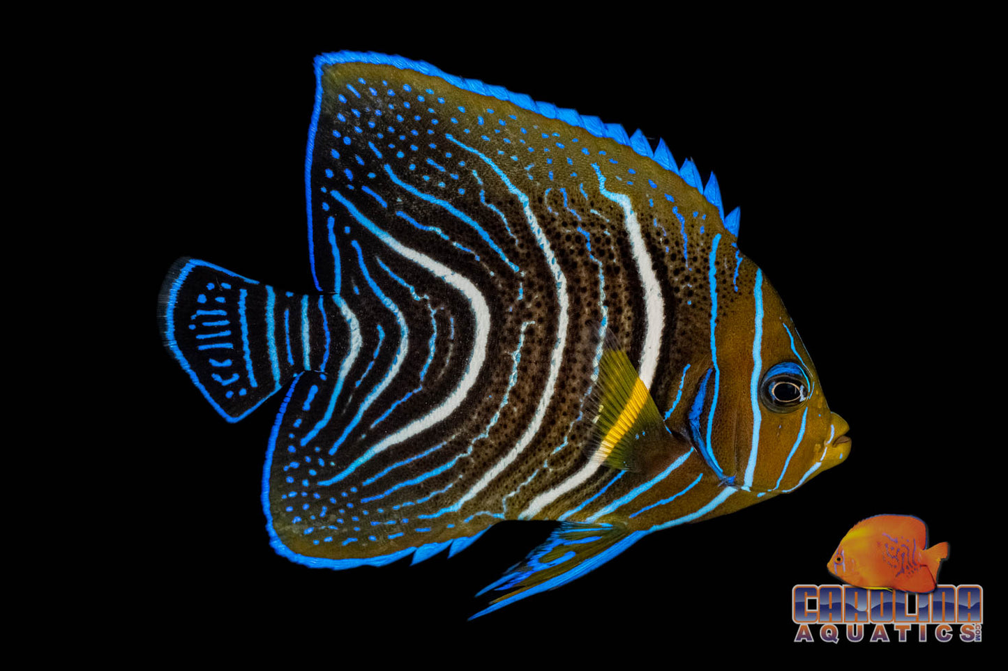 Angel - Koran Changing