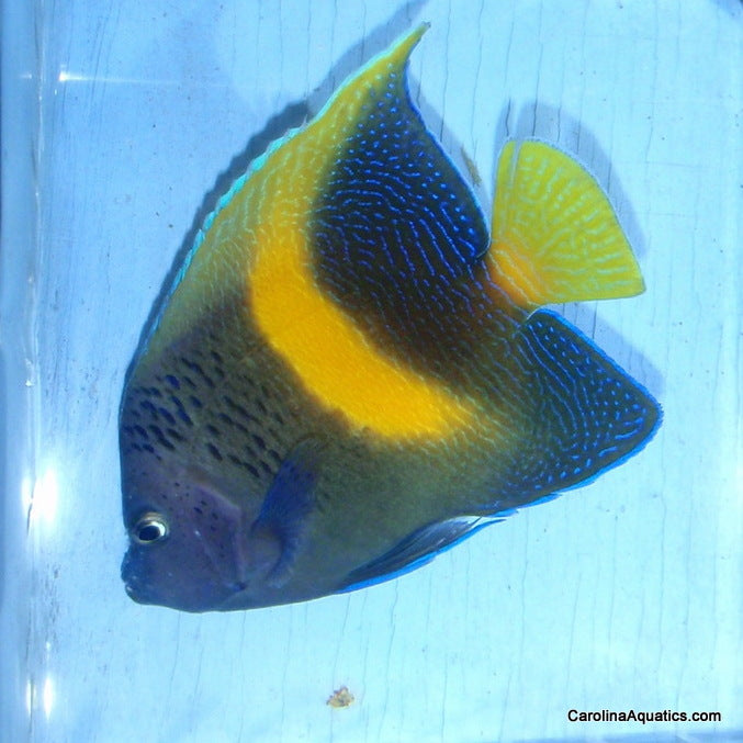 Angel - Maculosus Changing Med