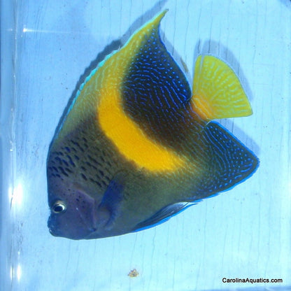 Angel - Maculosus Changing Med