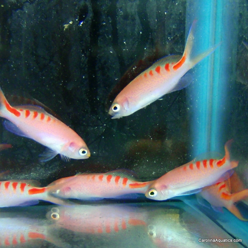 Anthias - Lori's