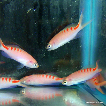 Anthias - Lori's
