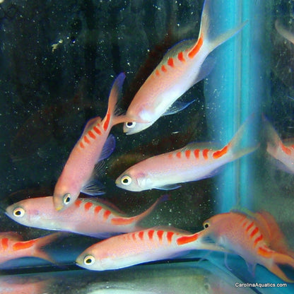 Anthias - Lori's