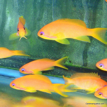 Anthias - Squamipinnis Female Sm
