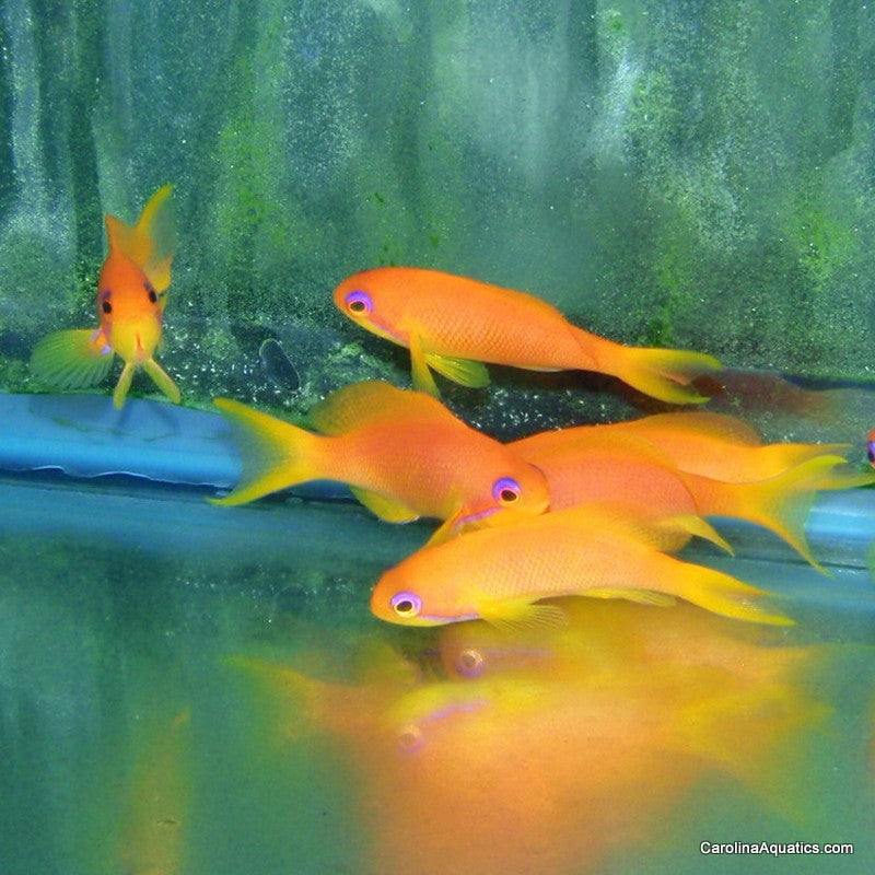 Anthias - Squamipinnis Female Sm