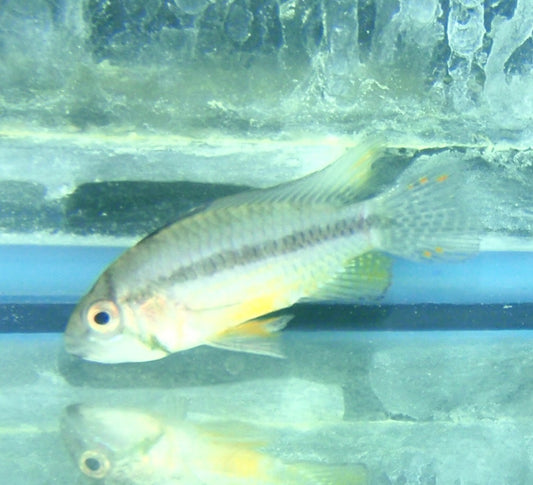 Cichlid - Apistogramma Cacatuoides