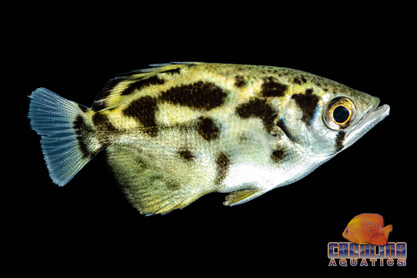 Archerfish - Burmese Clouded 2-2.5in