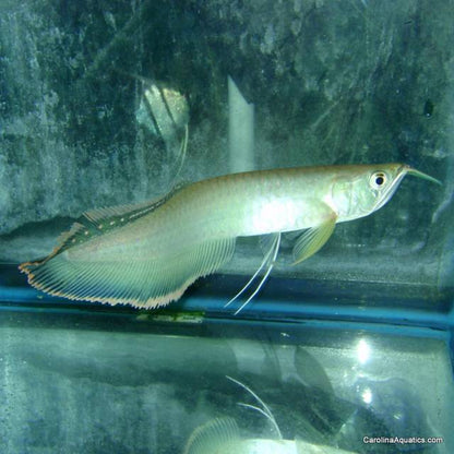Misc - Arowana Black XL