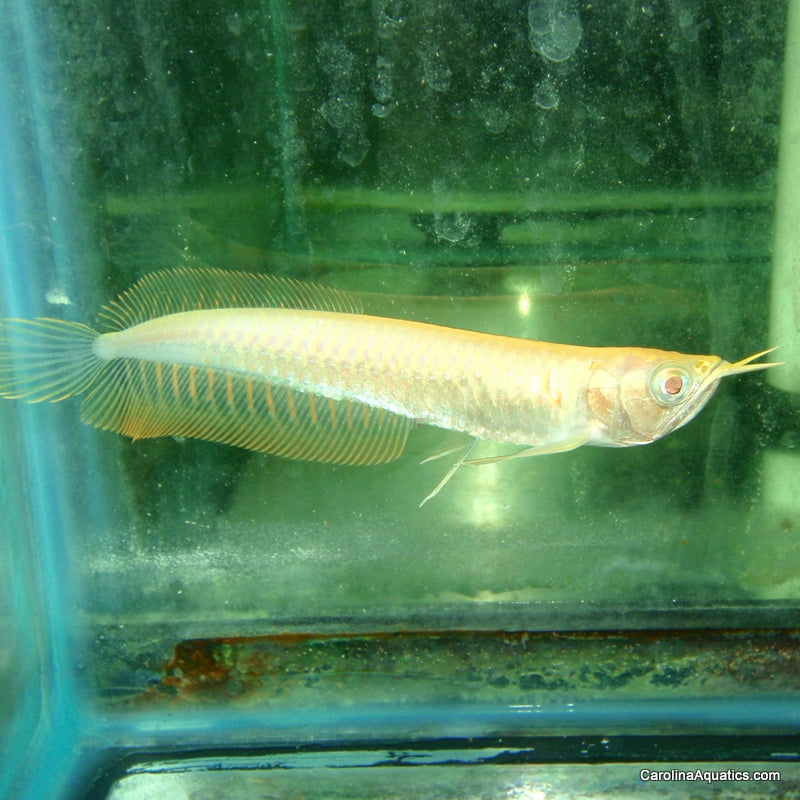 Misc - Arowana Albino Silver 4in