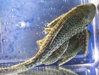 Pleco - Asst. 10-12in.