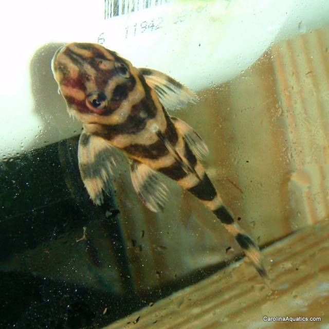 Pleco - Atabapo Butterfly L-052 Lg