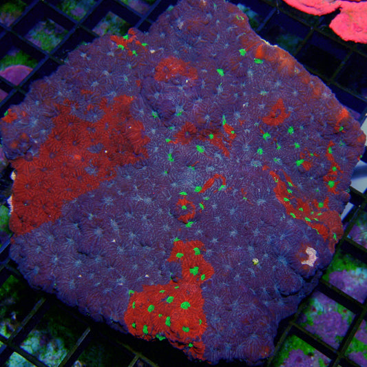 Australian - Favites War Coral Lg