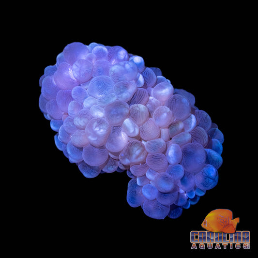 Australian - Bubble Wall Sm