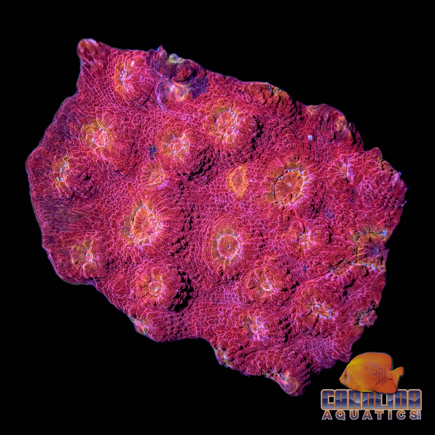 Saltwater Coral Aussie – tagged 