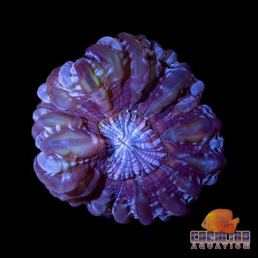 Australian - Cynarina Ultra