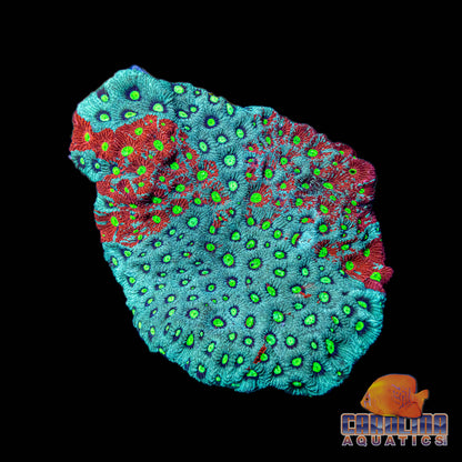 Australian - Favites War Coral Ultra Md