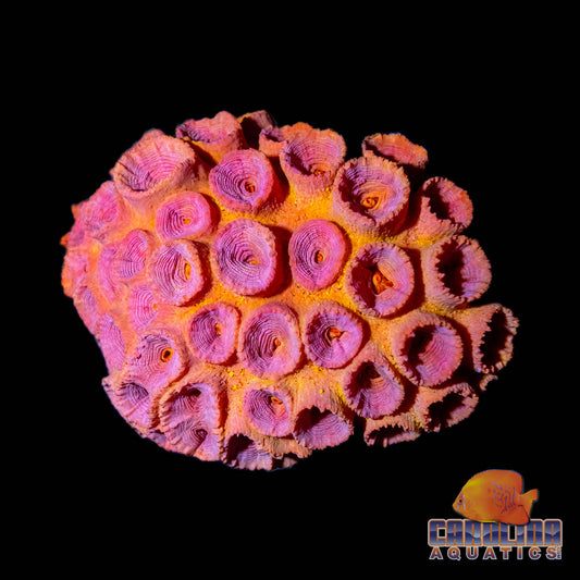 Australian - Sun Polyp Sm