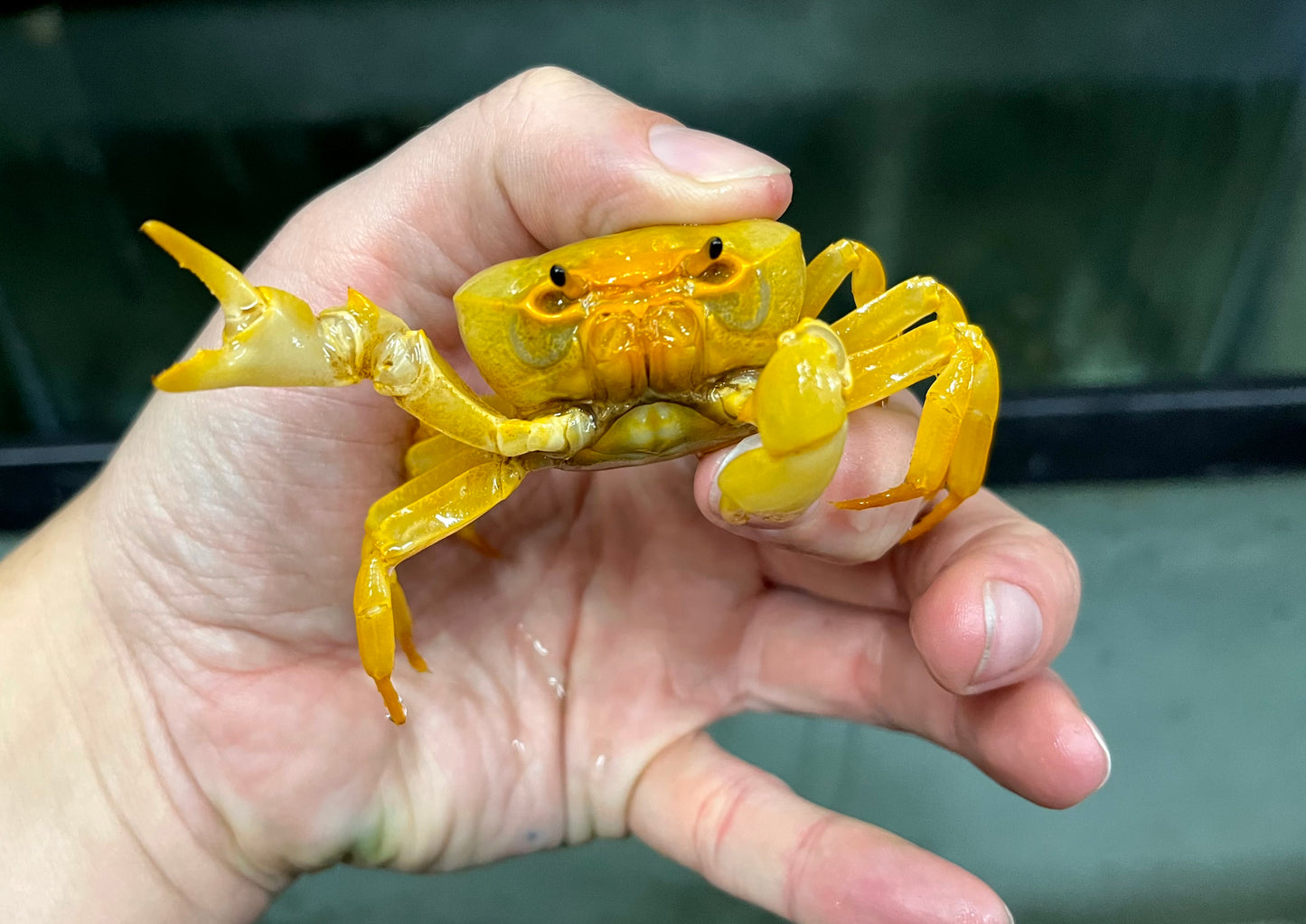 Invert - Crab Banana Lg