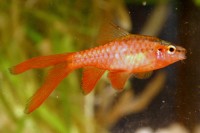 Barb - Cherry Longfin