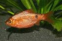 Barb - Rosy Male