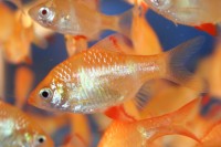 Barb - Tiger Albino Med