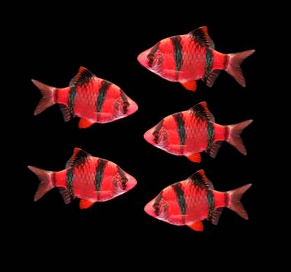 GloFish® - Barb Tiger Starfire Red