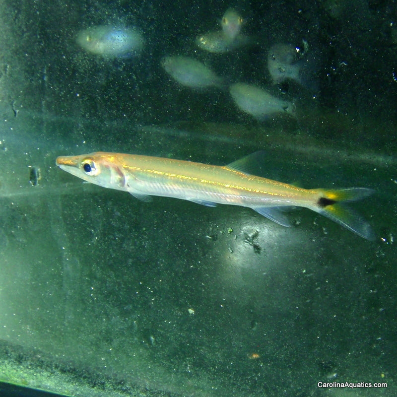 Barracuda - Redtail 3in