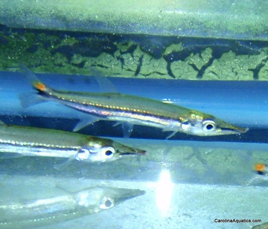 Barracuda - Redtail 3in