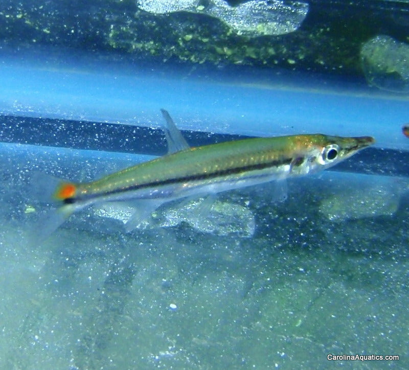Barracuda - Redtail 3in