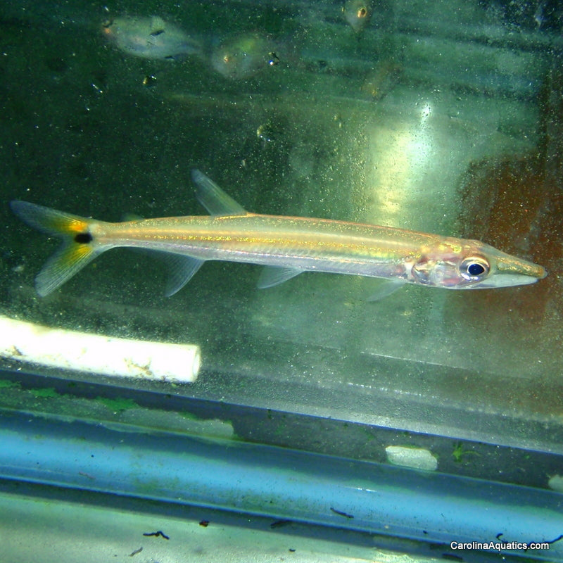 Barracuda - Redtail 3in