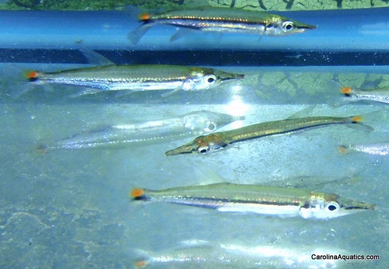 Barracuda - Redtail 3in
